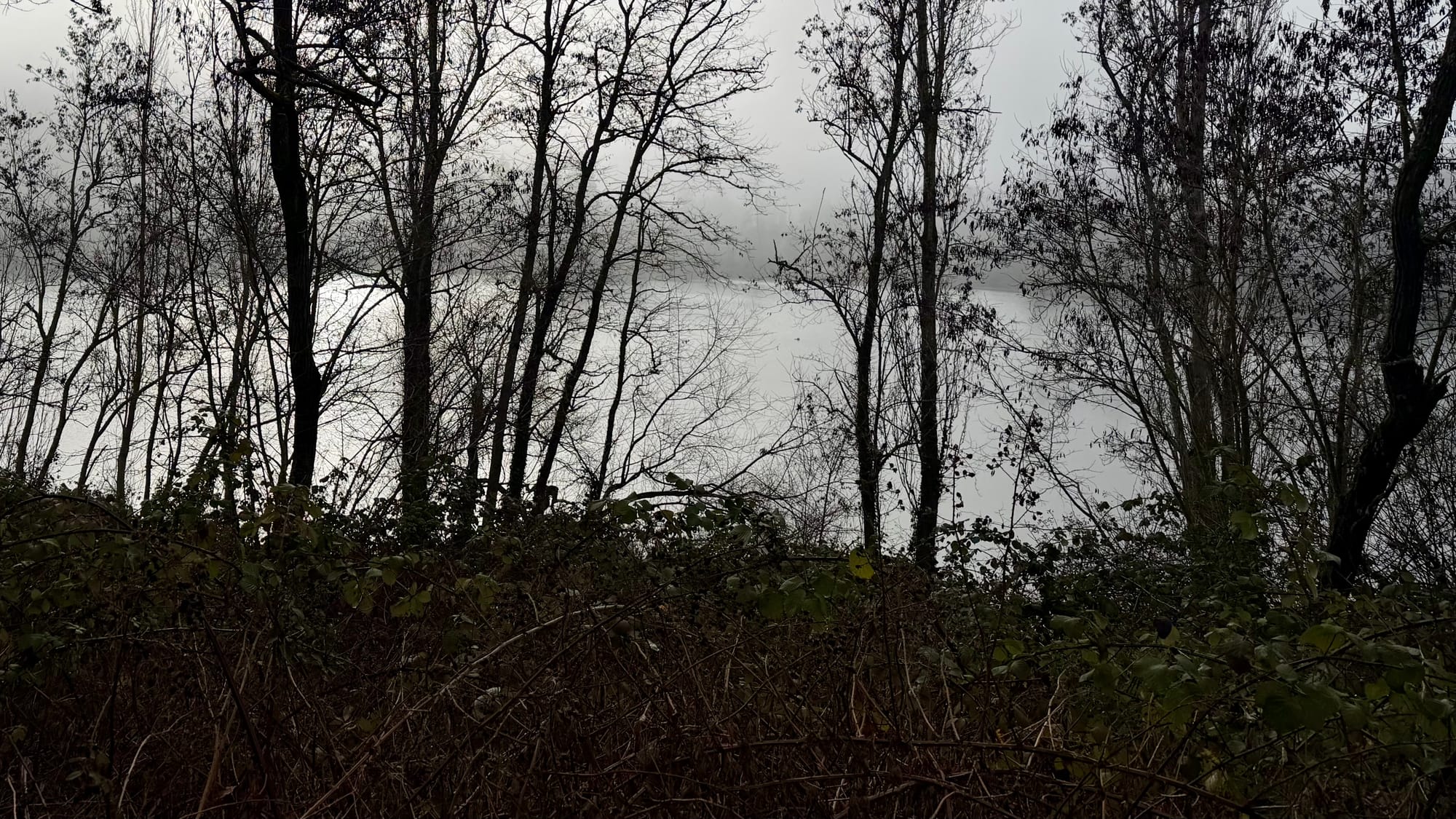A line of trees alongside a lake shore on an overcast day.