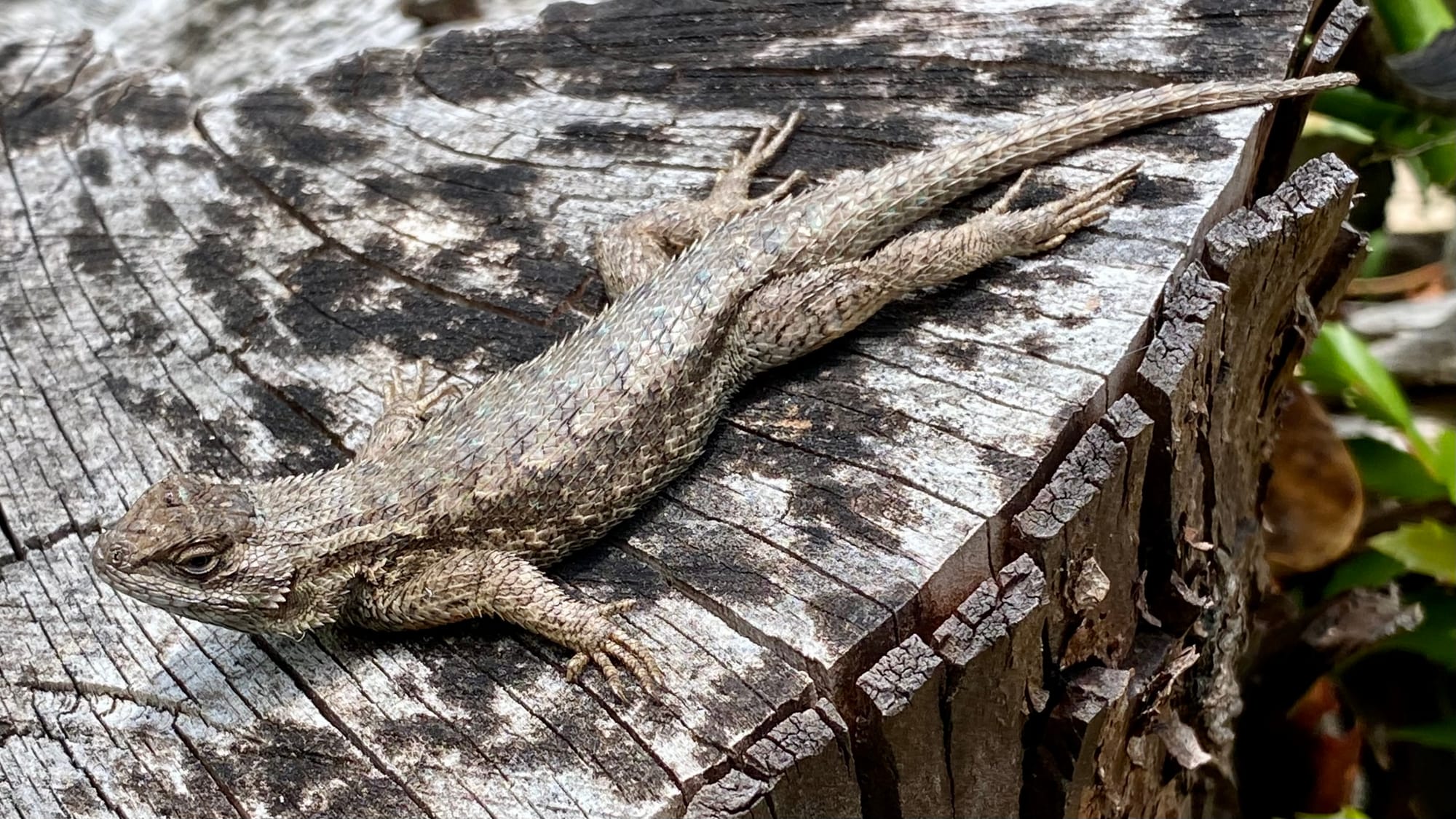 A little lizard resting on a tree stump.